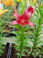 [1686 Laksmi DJ No02.JPG]